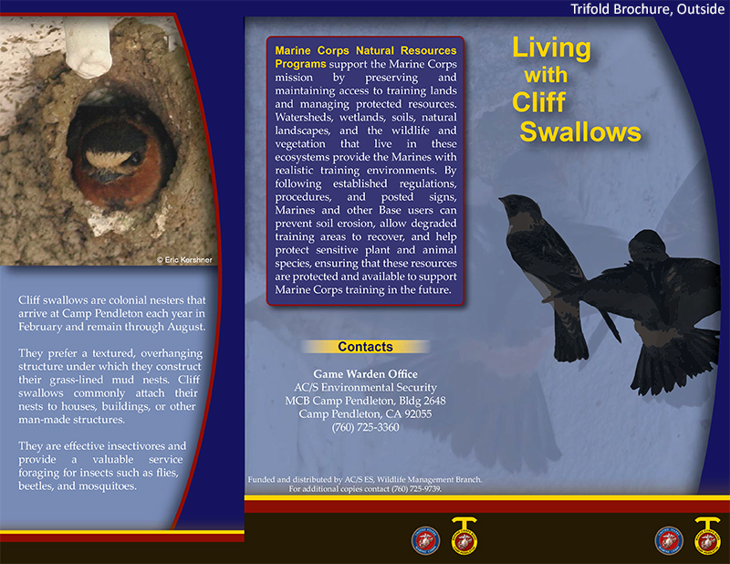 CP Cliff Swallows