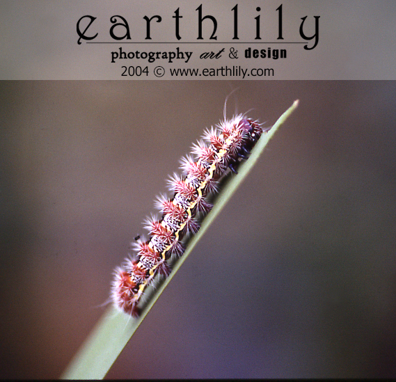 Caterpillar