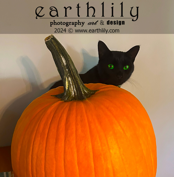 Panther with Pumpkin