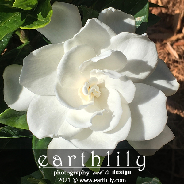 Gardenia
