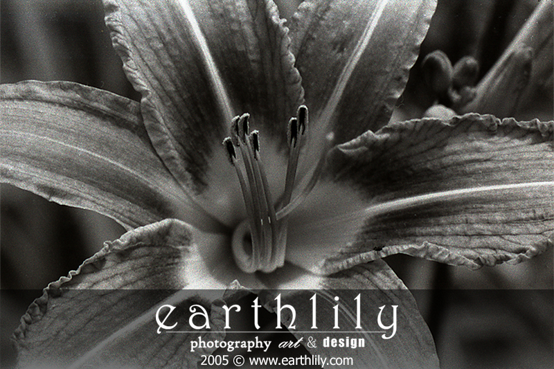 earthlily image