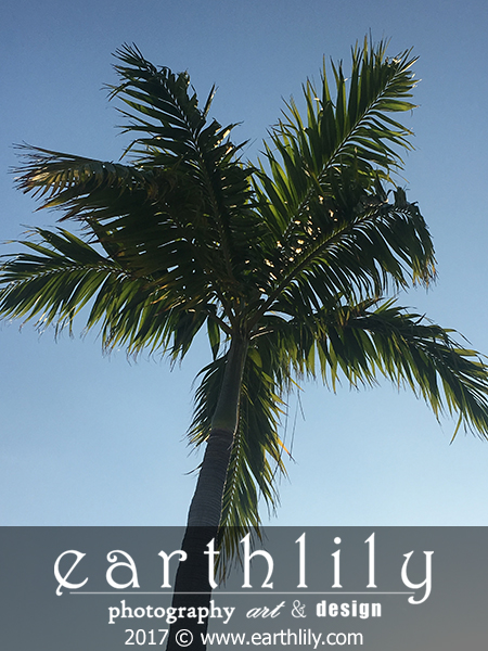 Palm Tree