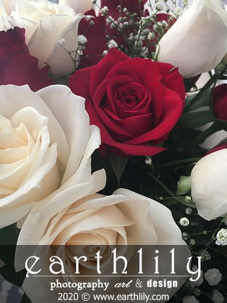 Red and White Roses