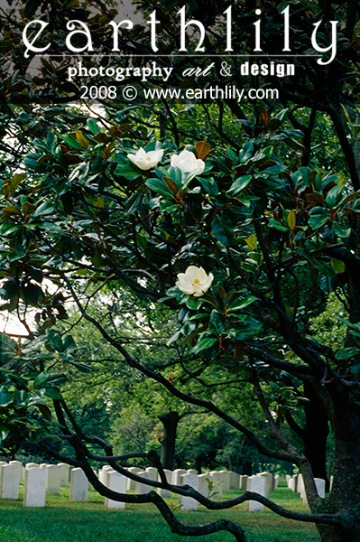 Arlington Cememtery, VA